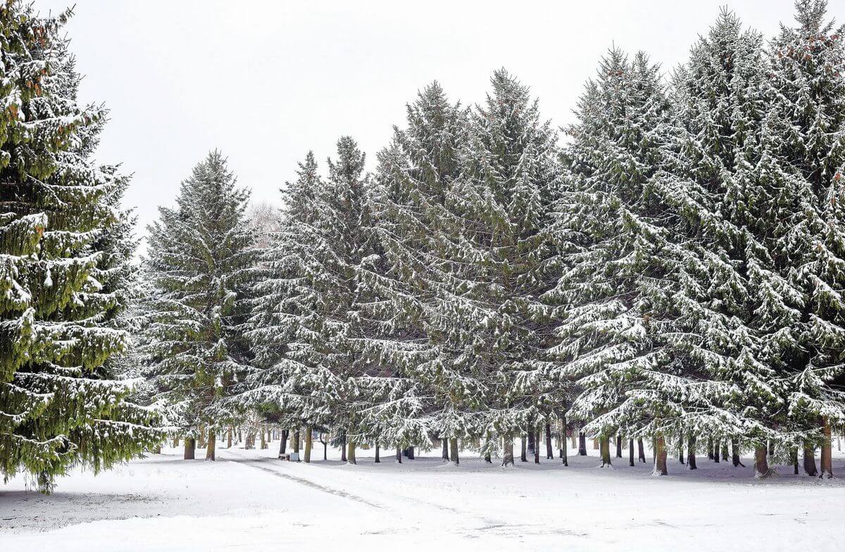 12 Best Christmas Tree Farms In USA For Perfect Christmas Trees Live