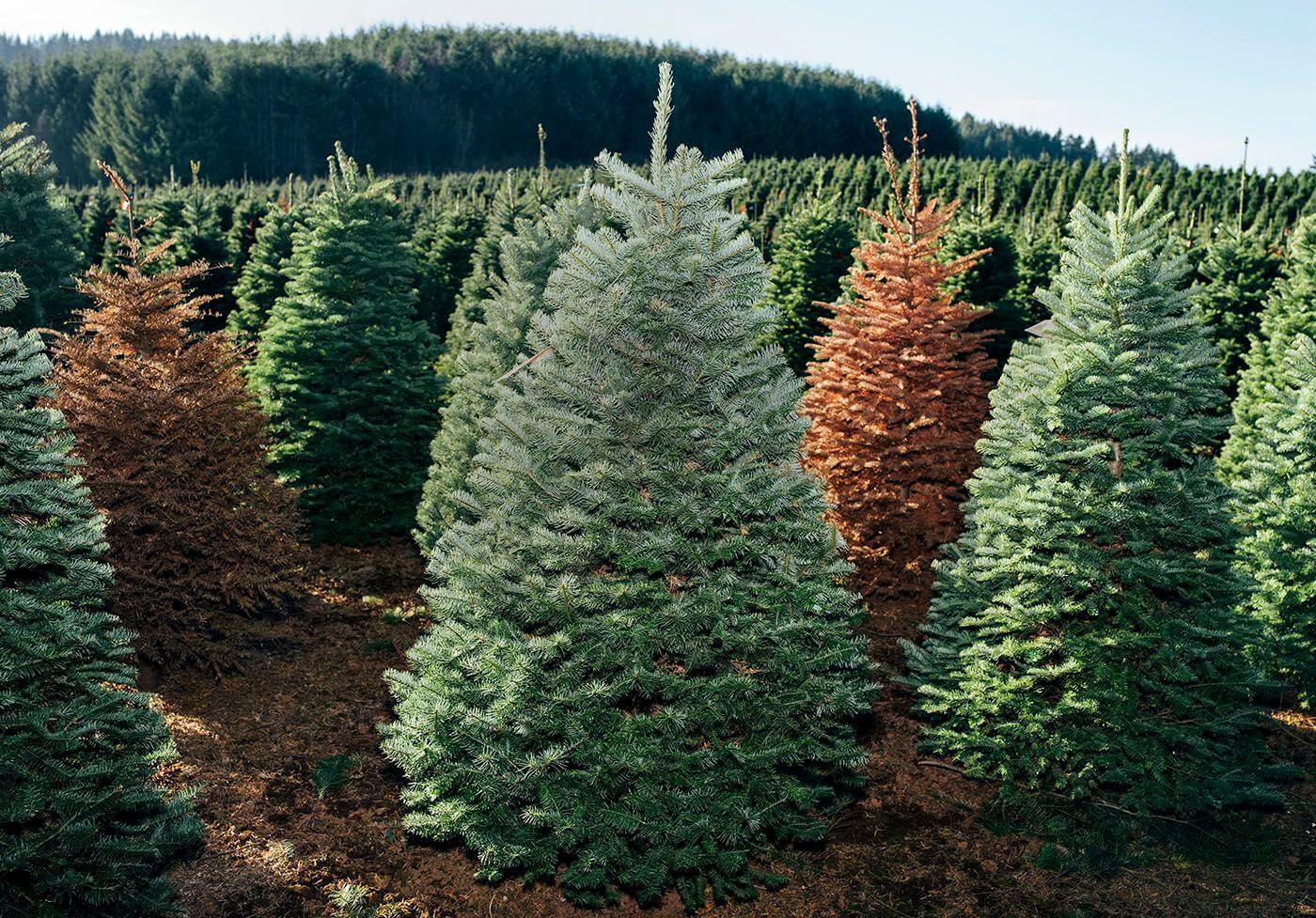 12 Best Christmas Tree Farms In USA For Perfect Christmas ...