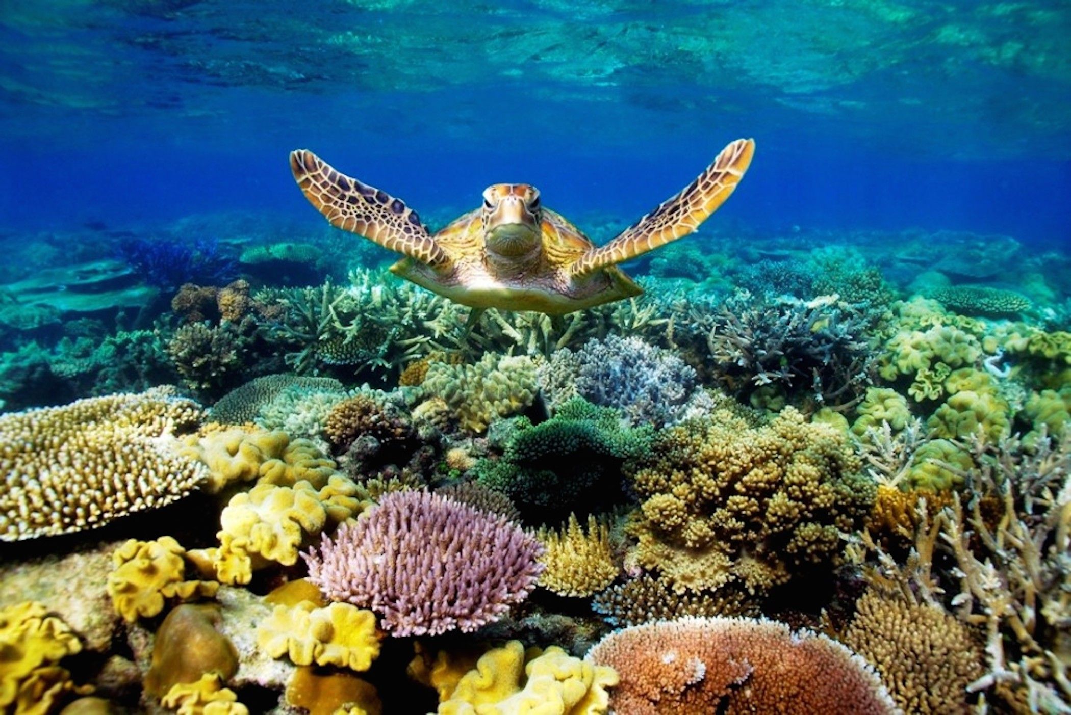 Great Barrier Reef