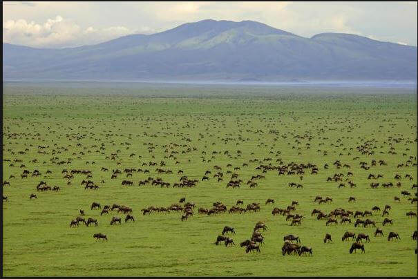 serengeti national park