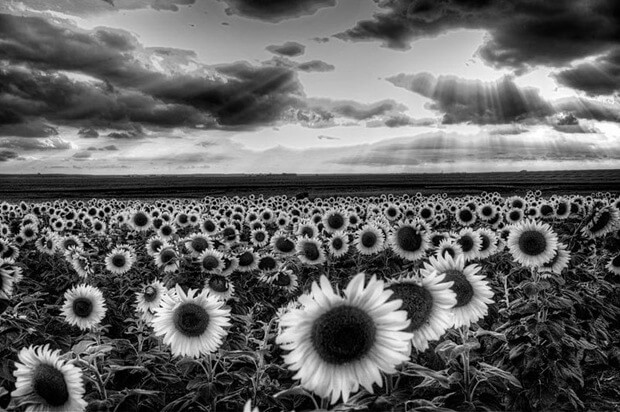 Black and White Photography