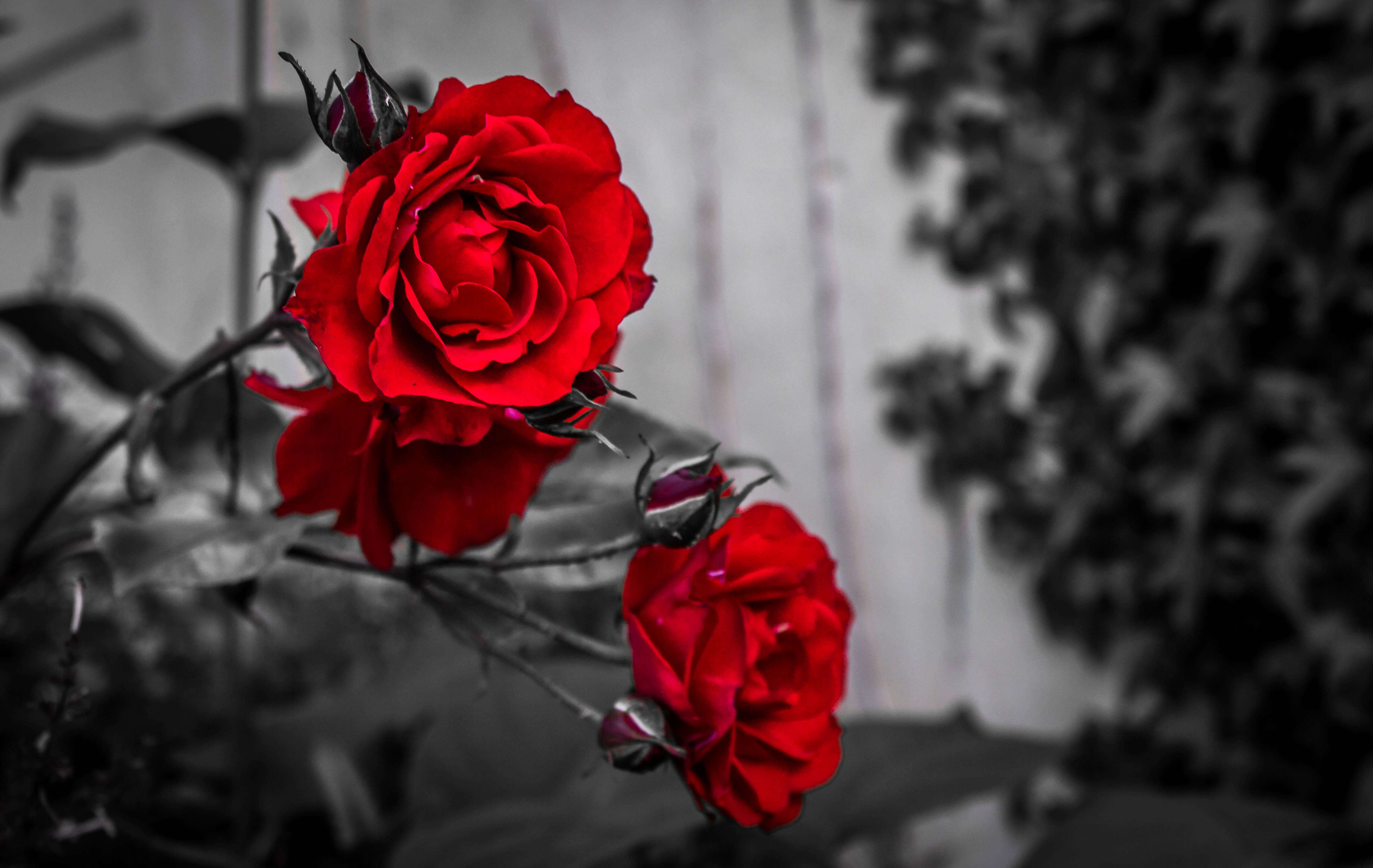Красно черные фотографии. Черно белое с красным. Цветы в черно белом цвете. Черно красные цветы.