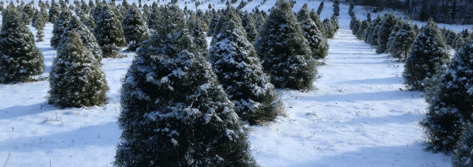 Bowen's Christmas Tree Farm