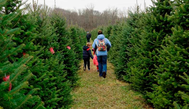 Dirr Nurseries Christmas Tree Farm