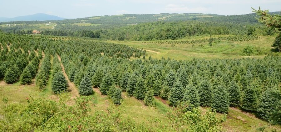 Glove Hollow A New Hampshire Christmas Tree Farm