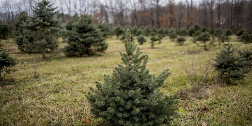 12 Best Christmas Tree Farms In USA For Perfect Christmas Trees - Live ...