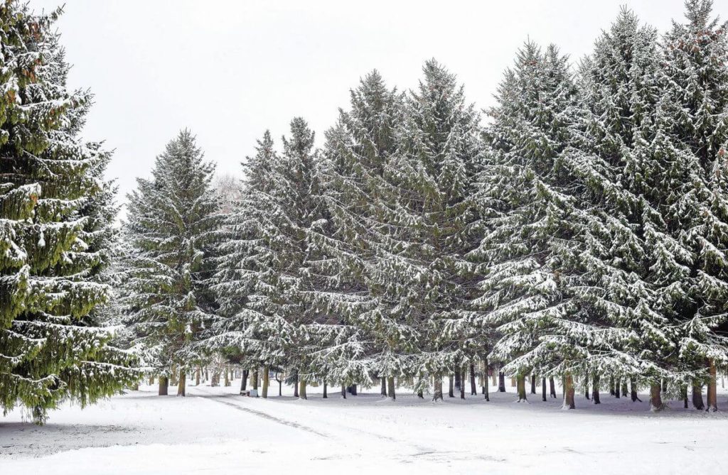 Owasso Christmas Tree & Berry Farm