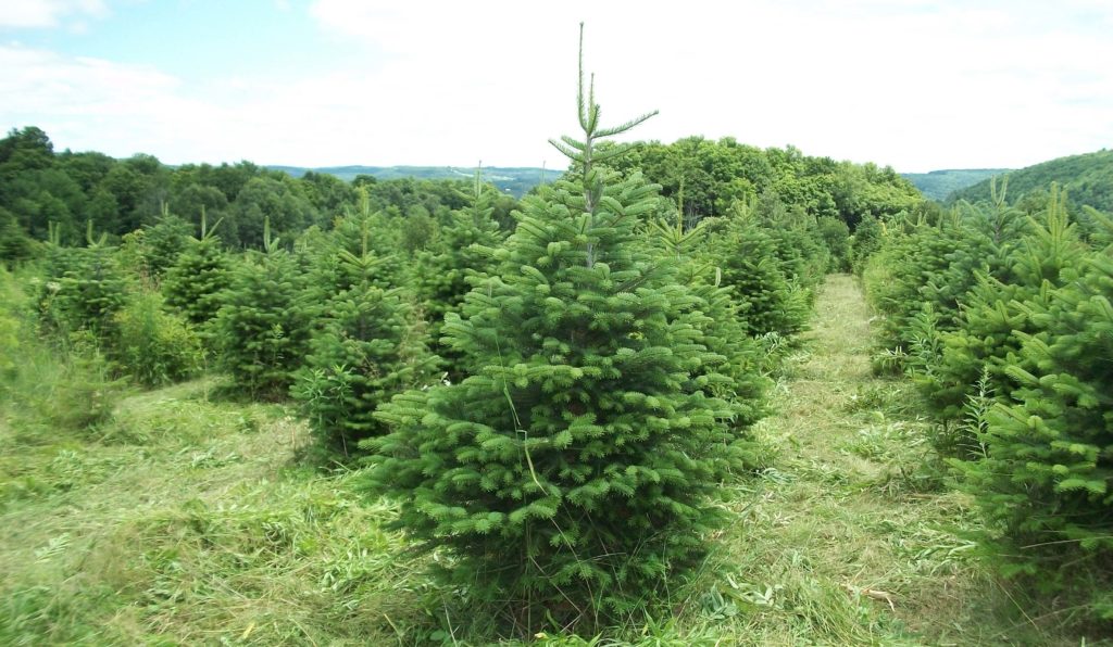 Yule Forest