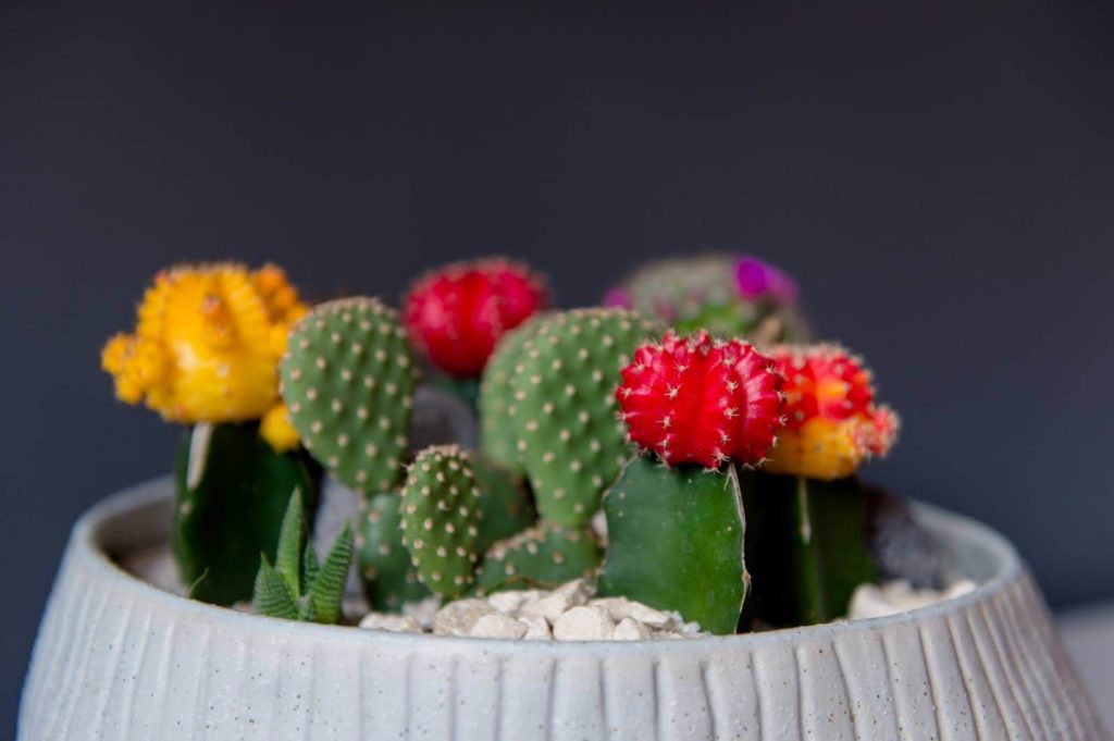Love Cactus