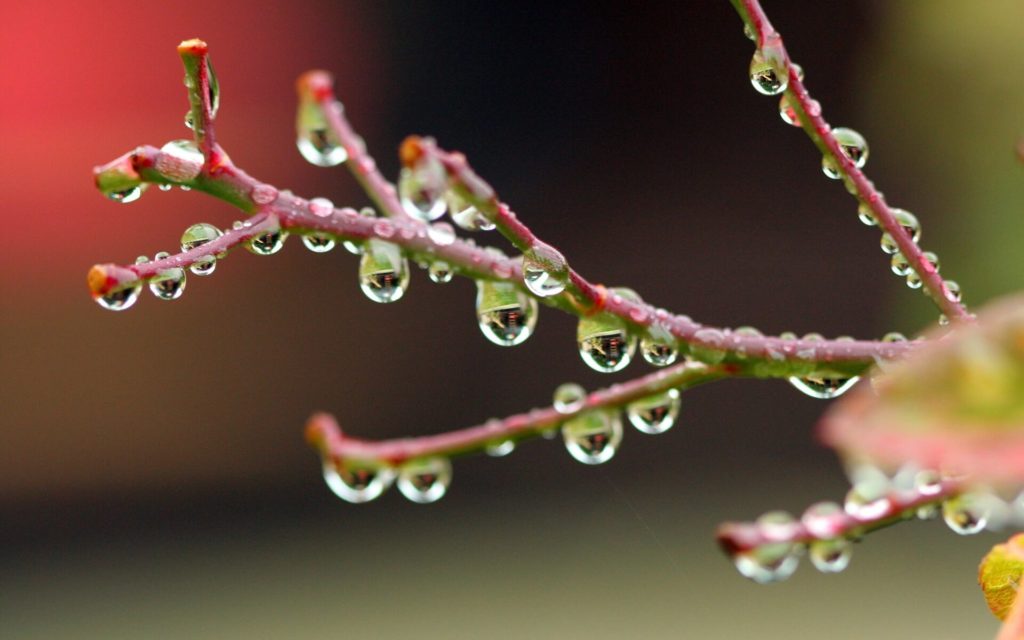 Water Drop Photography