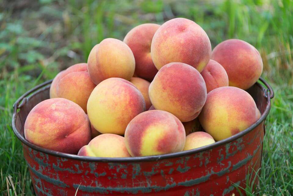 Apricots-Summer Season Fruits