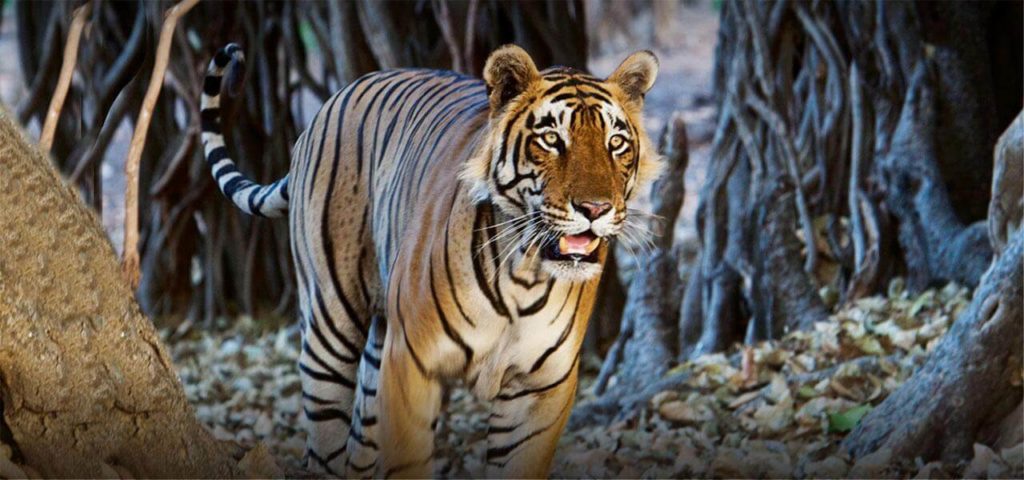 Bandhavgarh National Park