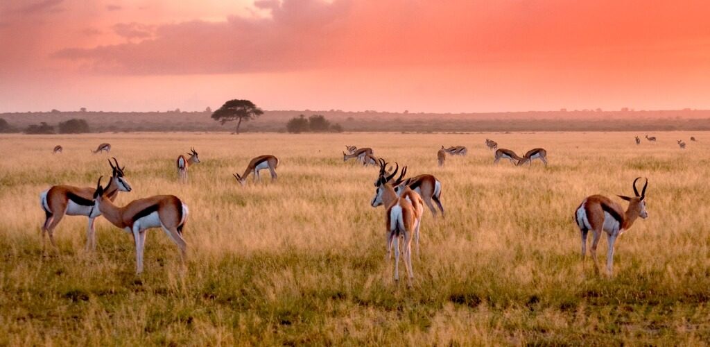 Central Kalahari Game Reserve