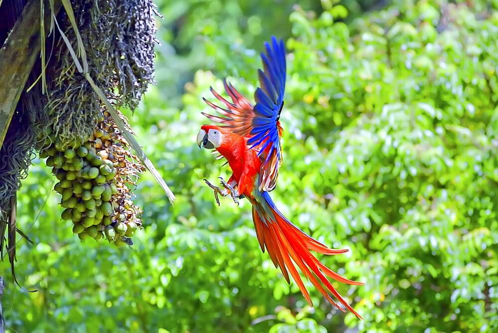 Corcovado National Park