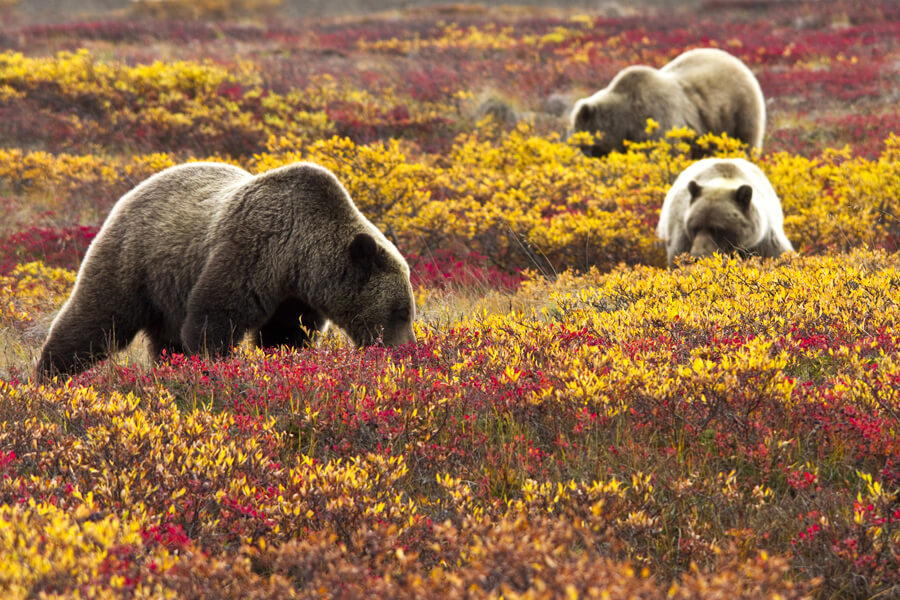 Denali National Park Preserve