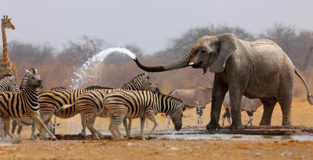 Etosha National Park