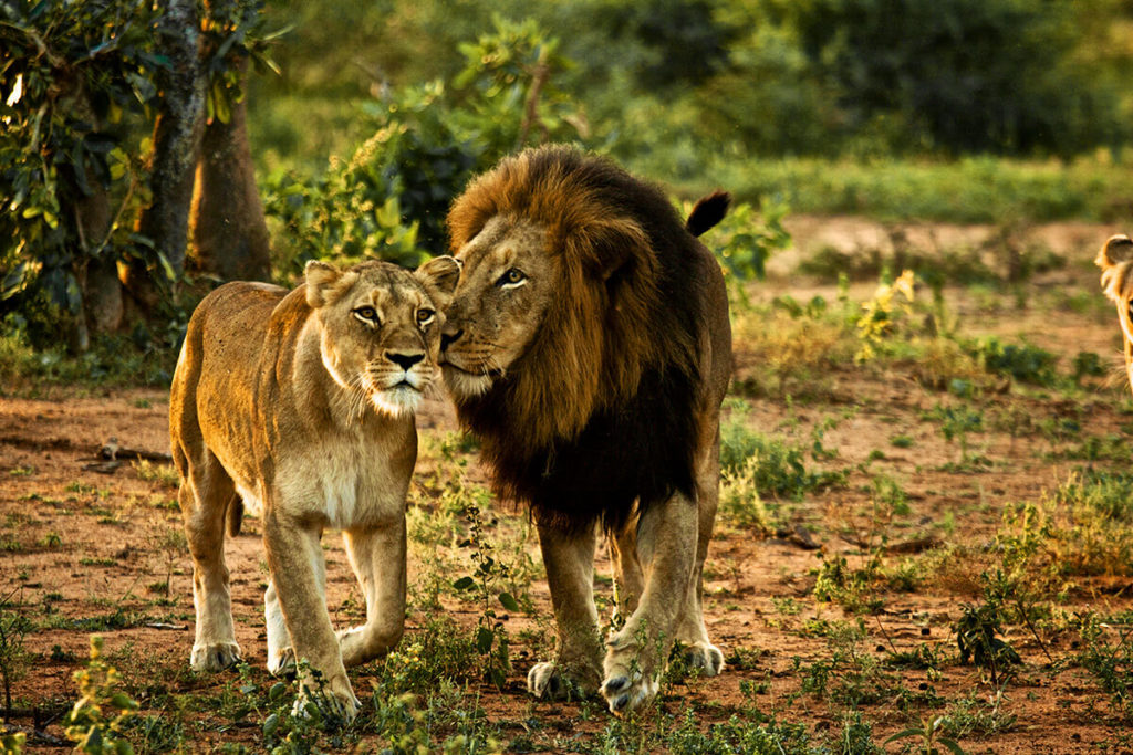 Gir National Park