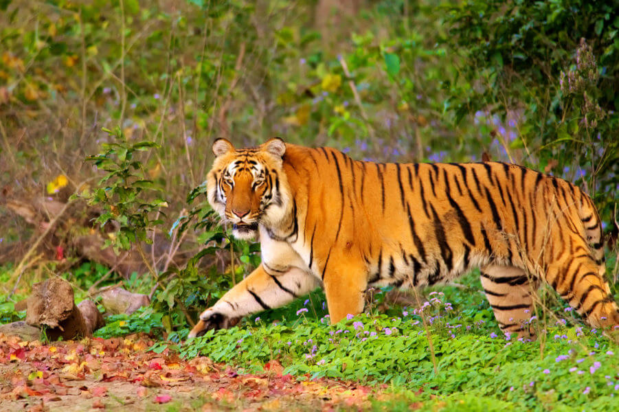 Jim Corbett National Park