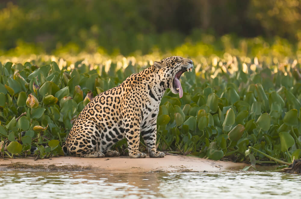 Pantanal