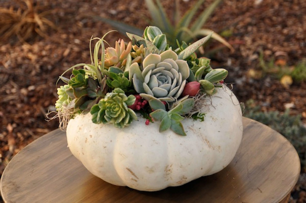 Pumpkin Succulent Planters