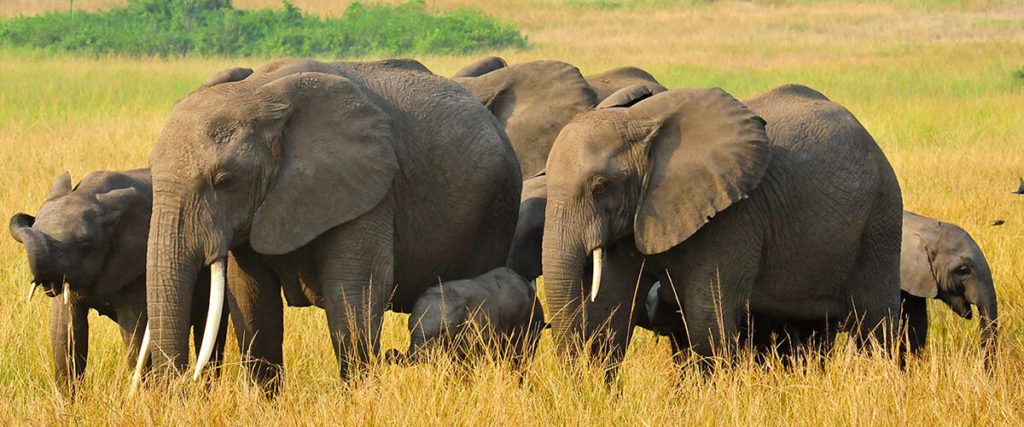 Queen Elizabeth National Park