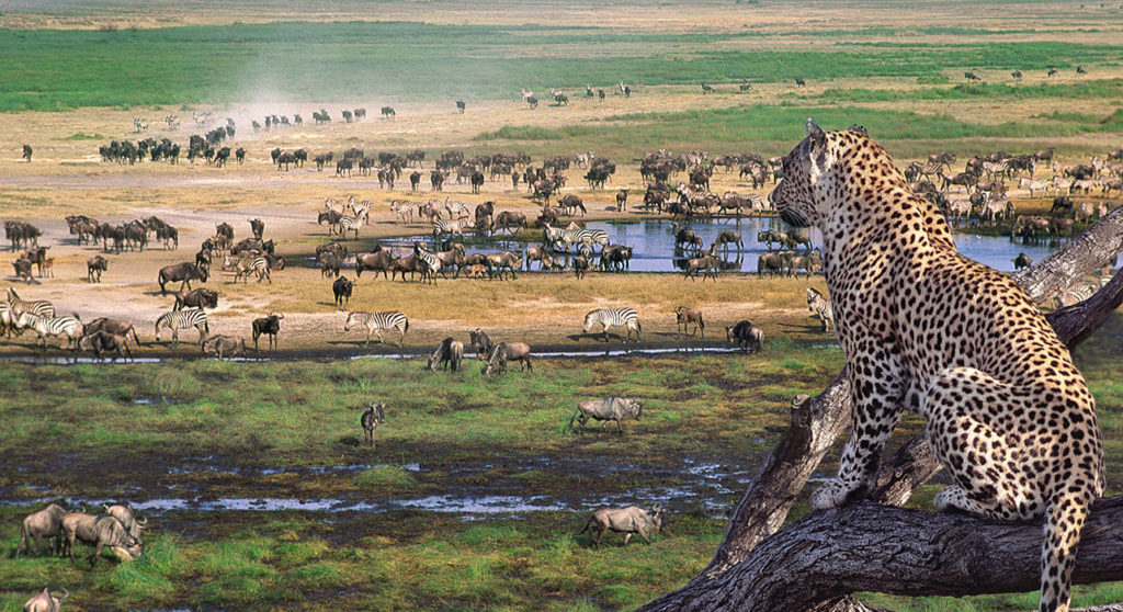 Serengeti