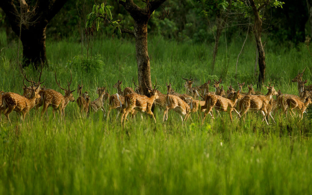 Shuklaphanta Wildlife Reserve