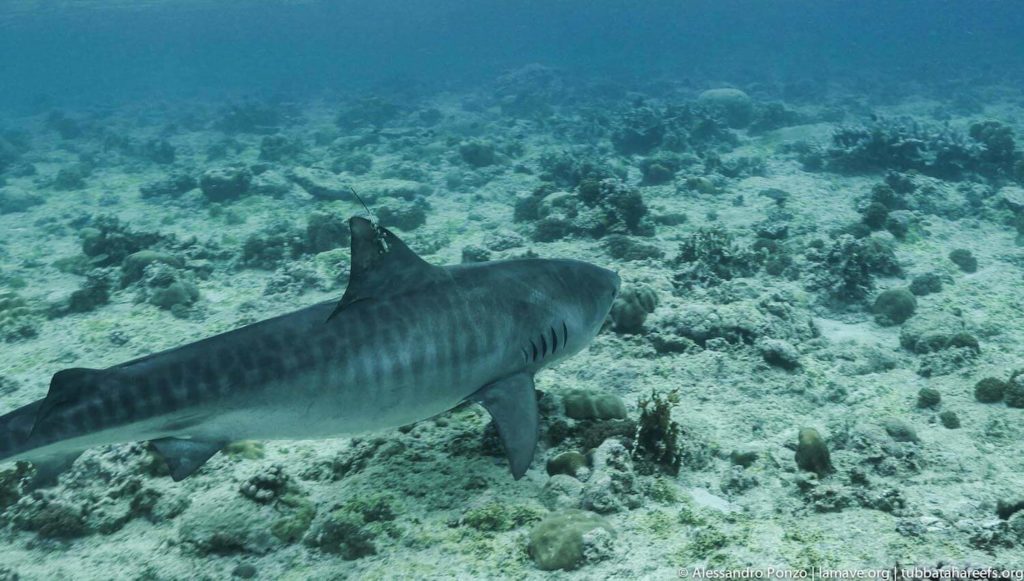 Tubbataha Reefs Natural Park tourist spots in the philippines