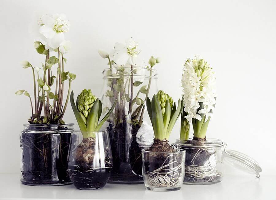 Window Sill Forced Bulbs in Tall Tumblers