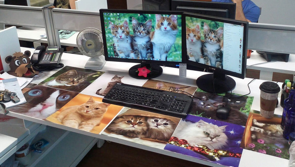 Cat on Office Desk Prank