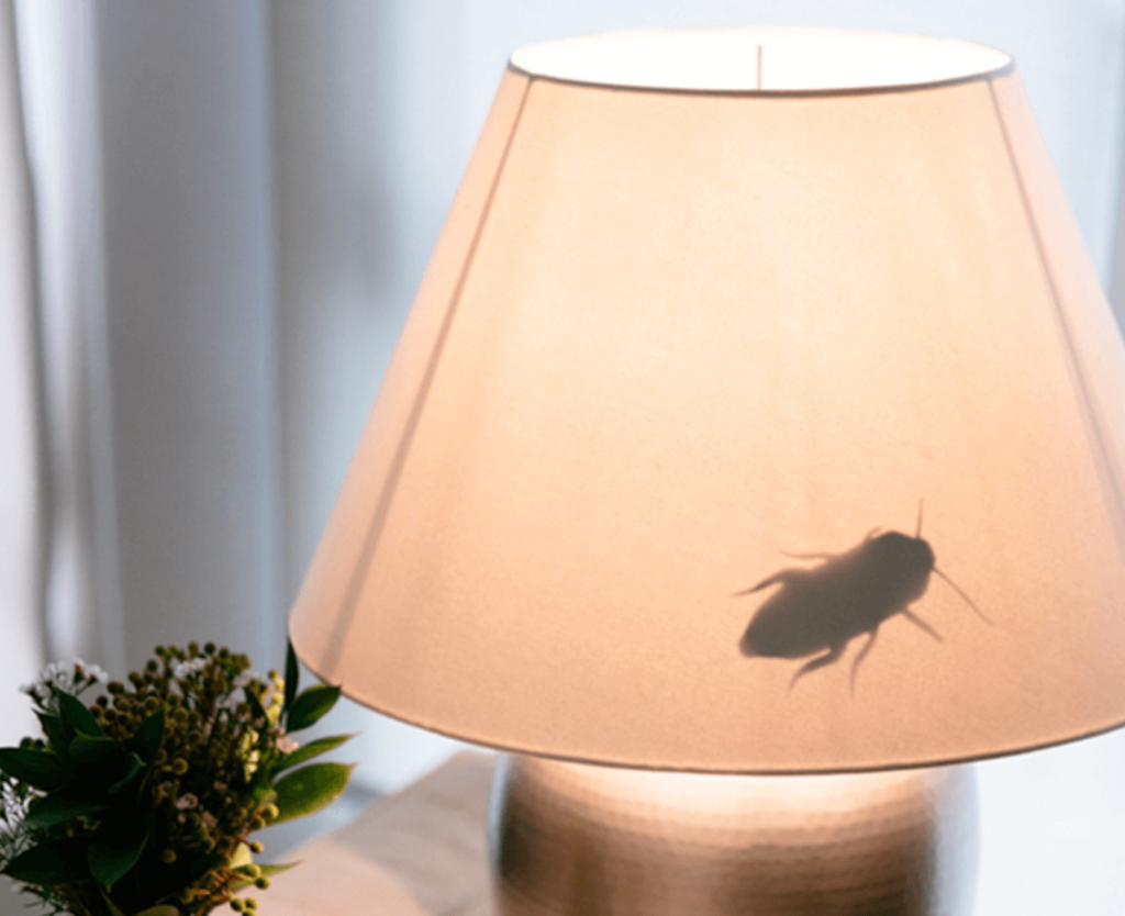 Put a "Giant Beetle Behind Lamp Shade