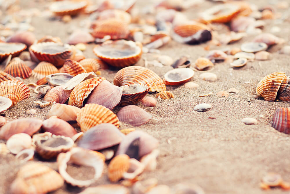 Collect Seashells at the Beach-travel bucket list