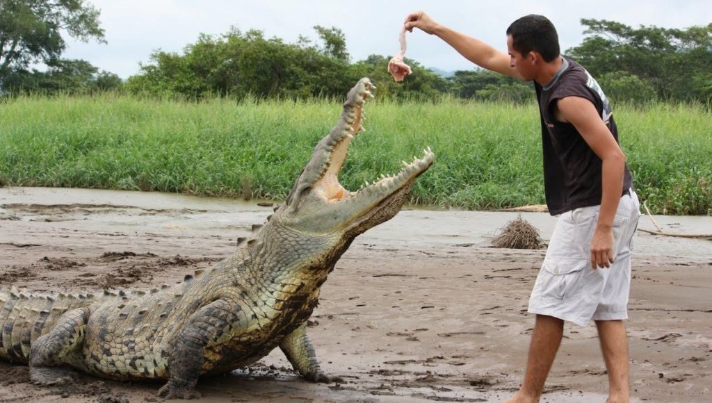 Feed a crocodile-travel bucket list