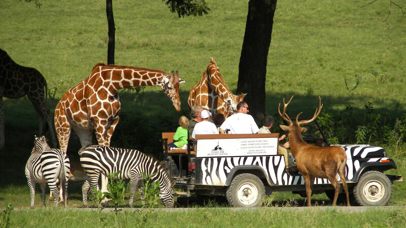 Go on a safari-travel bucket list