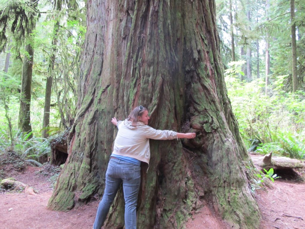 Hug a redwood-travel bucket list