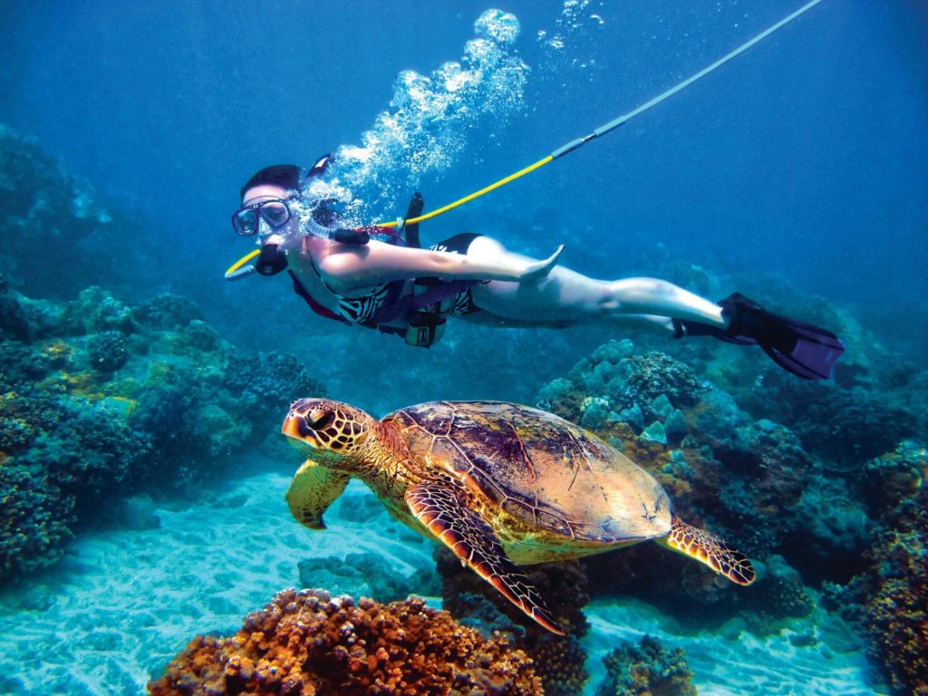 Swim with turtles-travel bucket list