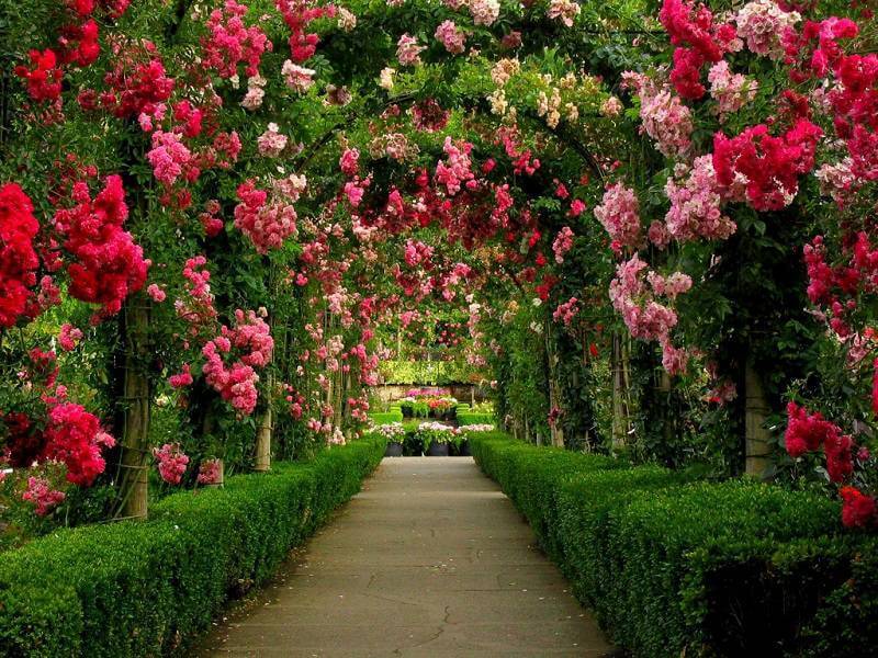 beautiful flower garden pictures