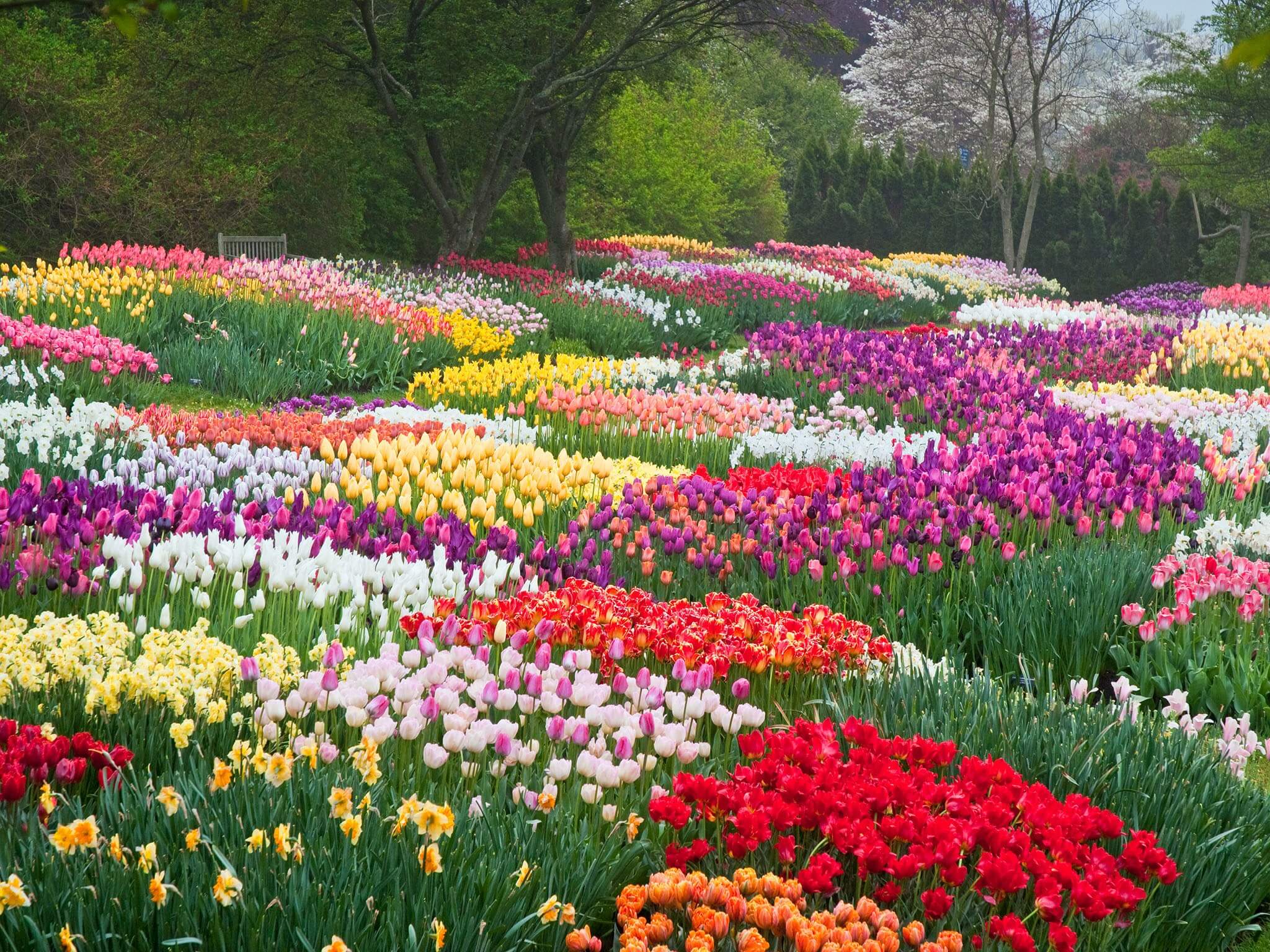 beautiful flower garden pictures