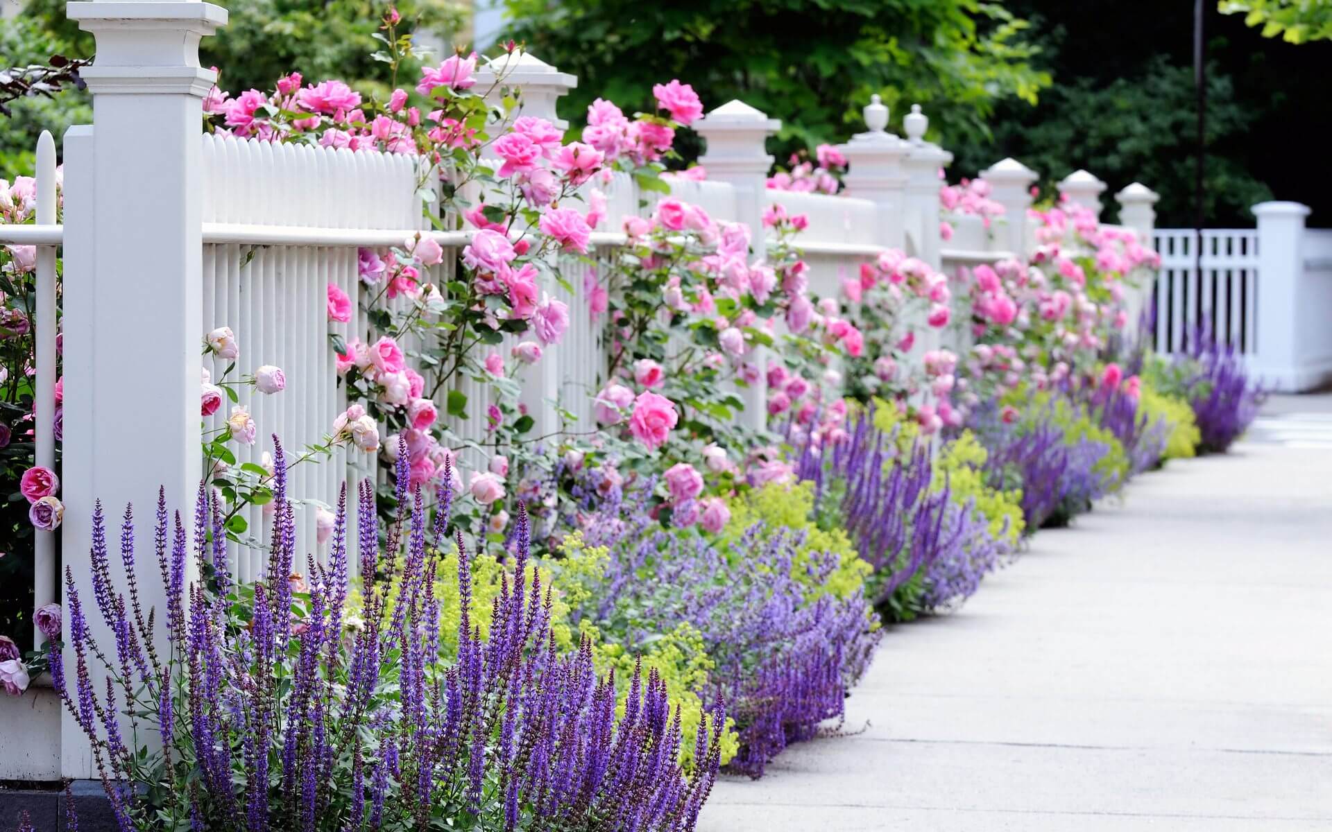 beautiful flower garden pictures 