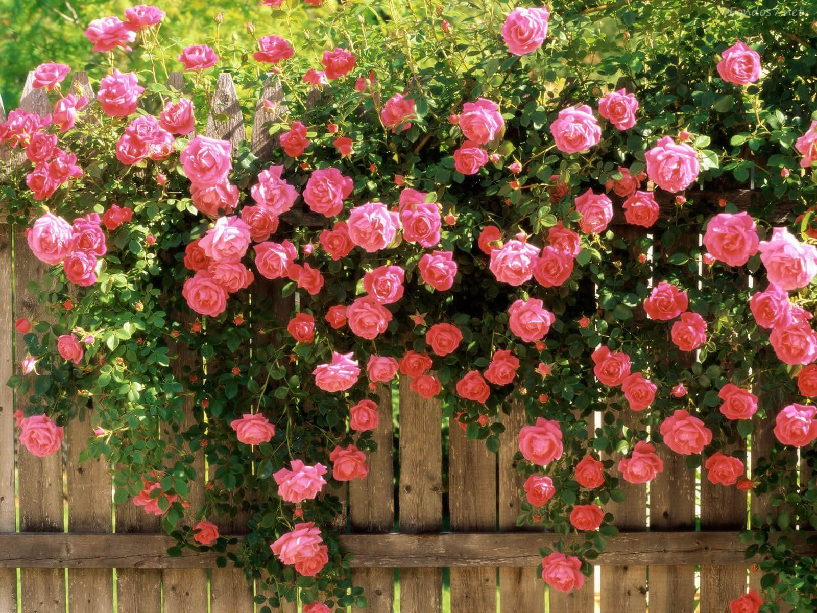 beautiful flower garden pictures 