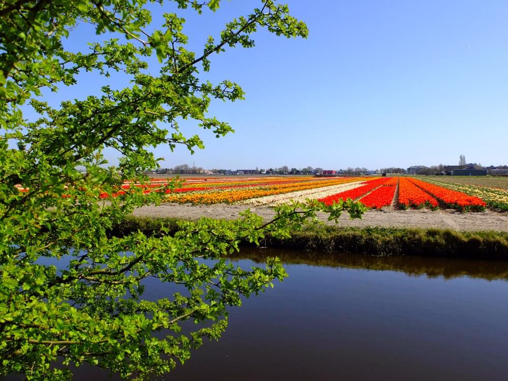 beautiful flower garden pictures