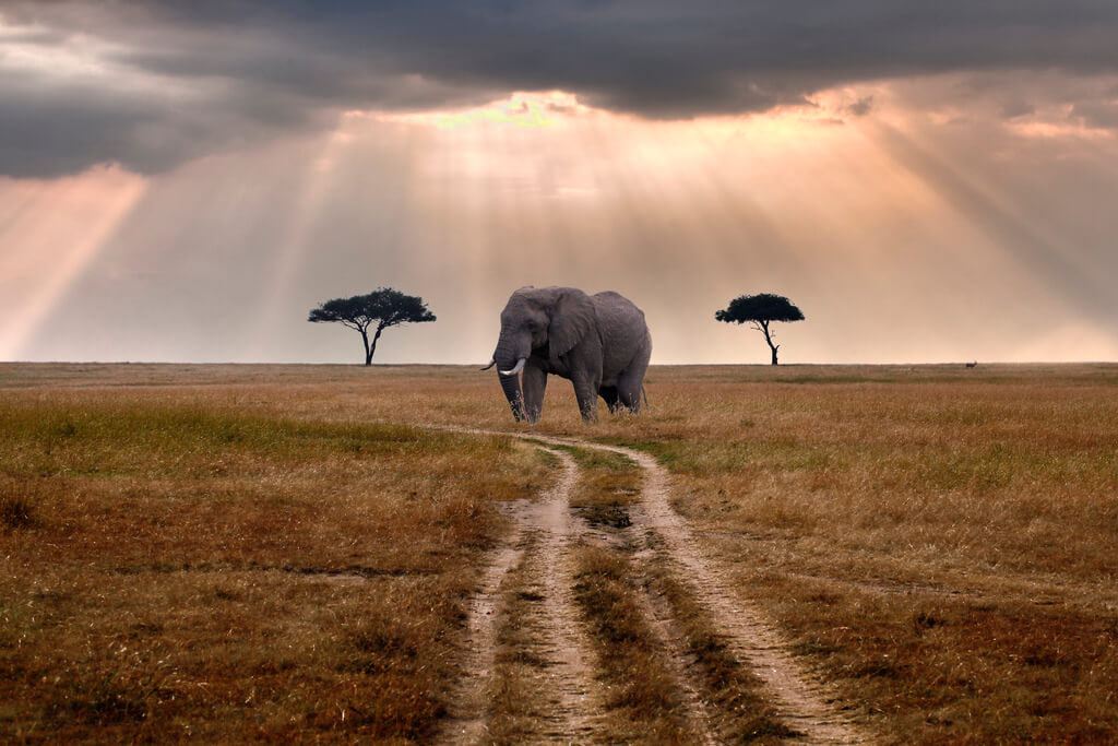 Safari-Travel-Guide-Travel-Tips