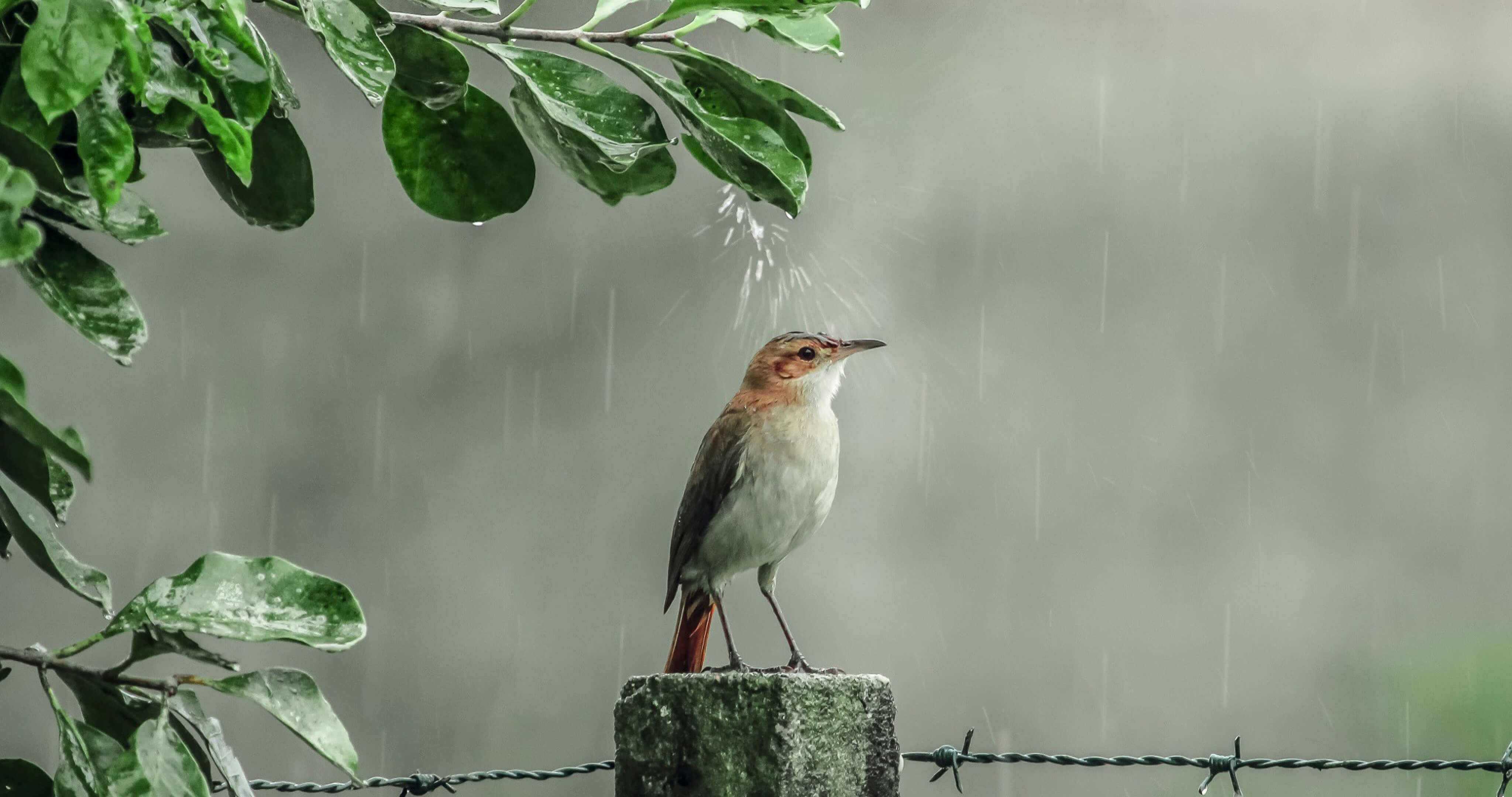 rainy day pictures