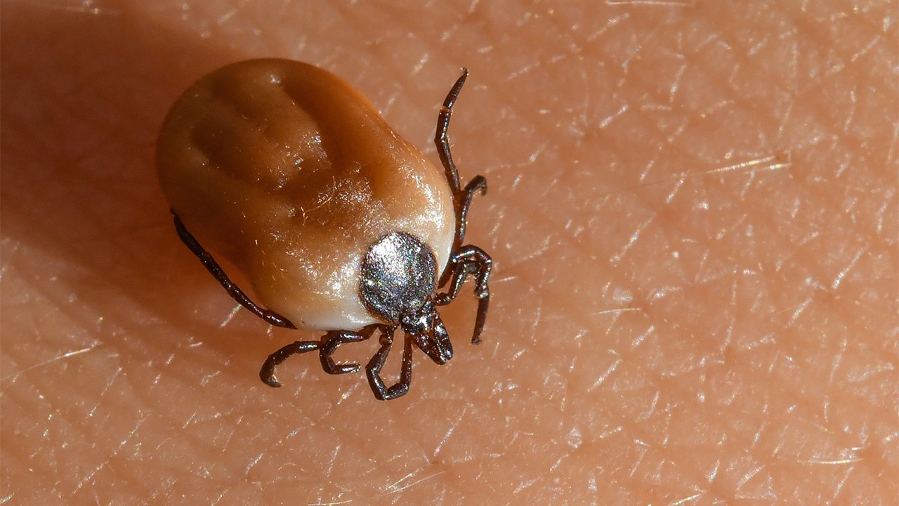 Tick Bite Treatment 3 أهم 5 من أضرار قراد الكلاب على الإنسان - كيفية الوقاية من لدغات القراد 1 أهم 5 من أضرار قراد الكلاب على الإنسان - كيفية الوقاية من لدغات القراد