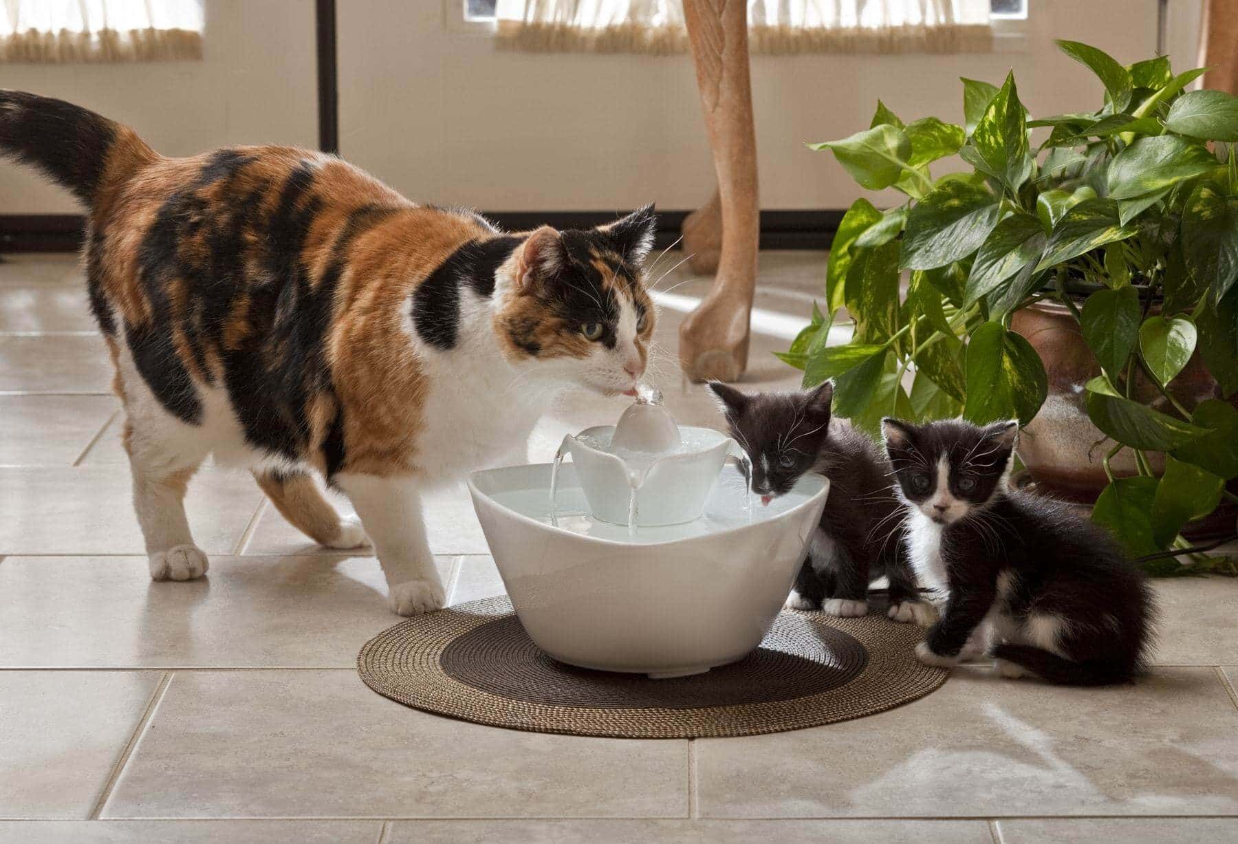 Cat-Water-Fountain 1