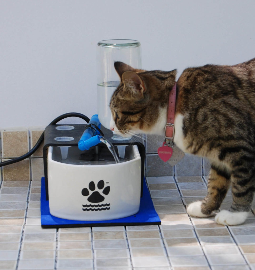 Why Your Cat Needs a Water Fountain for Drinking Their Daily Fill