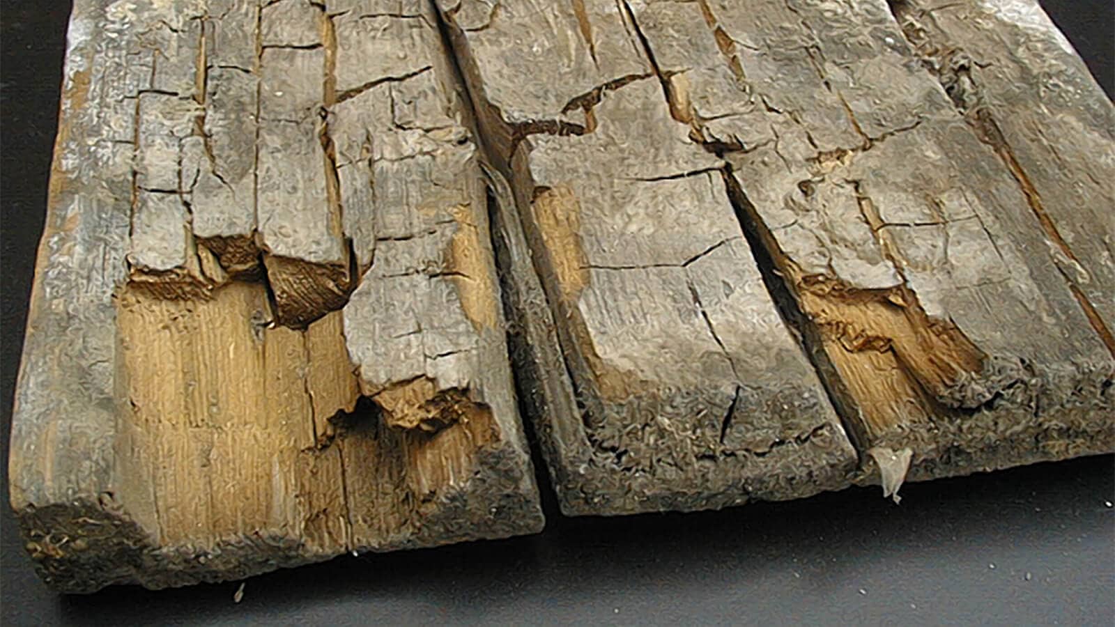 Rot wood