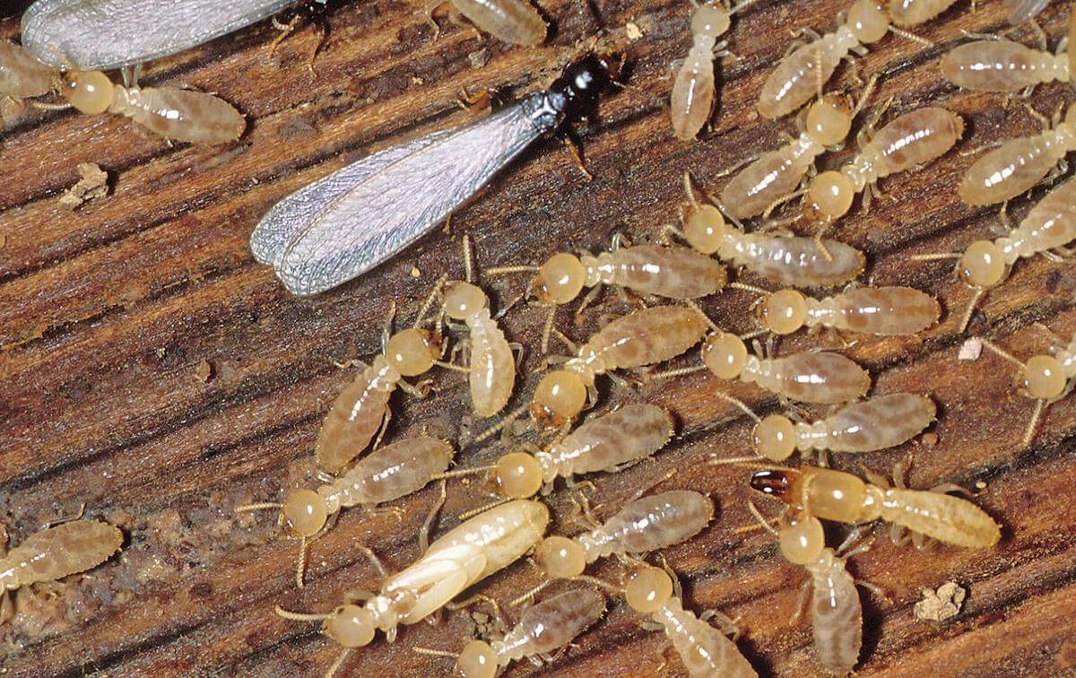 Termites on Wood