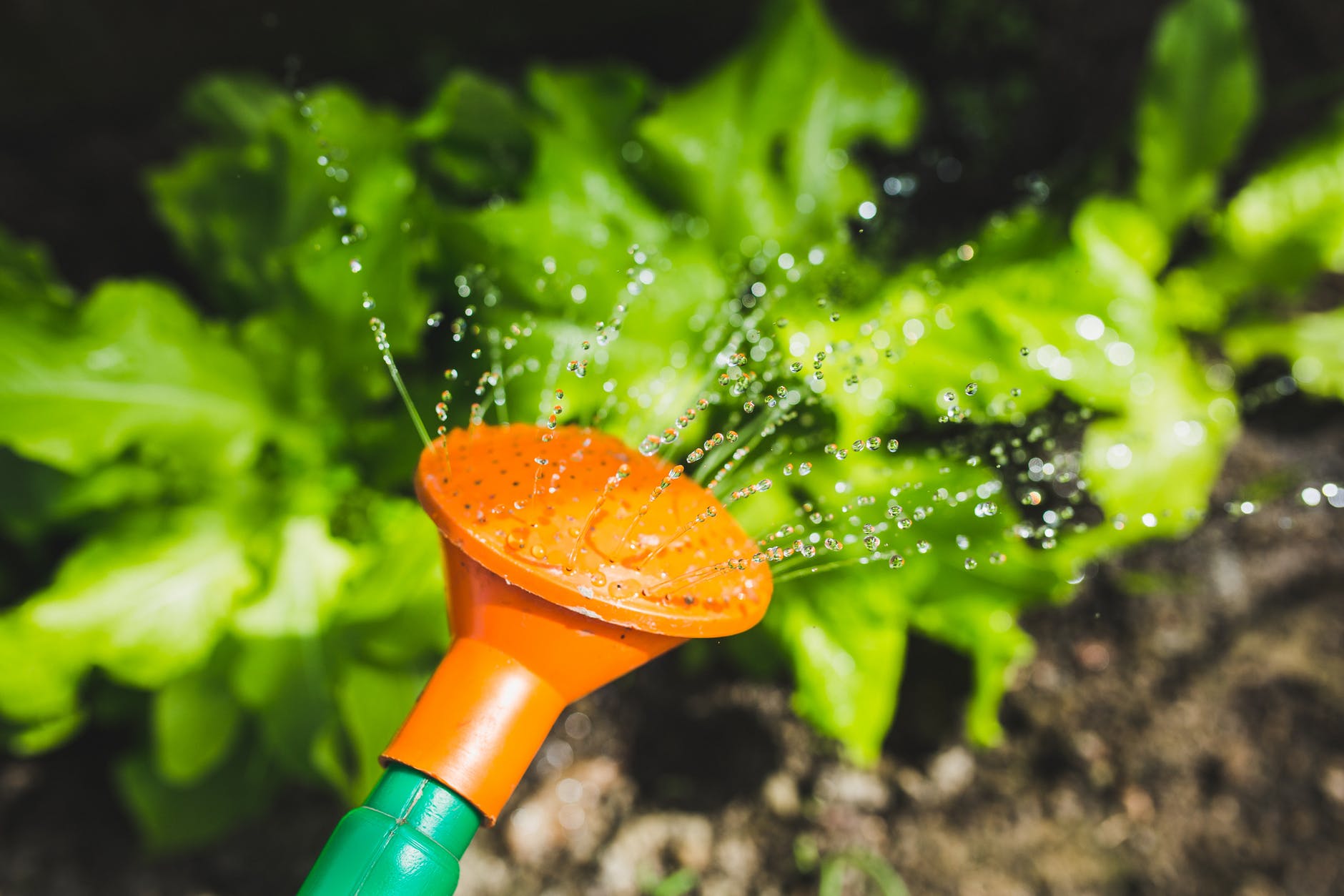 watering