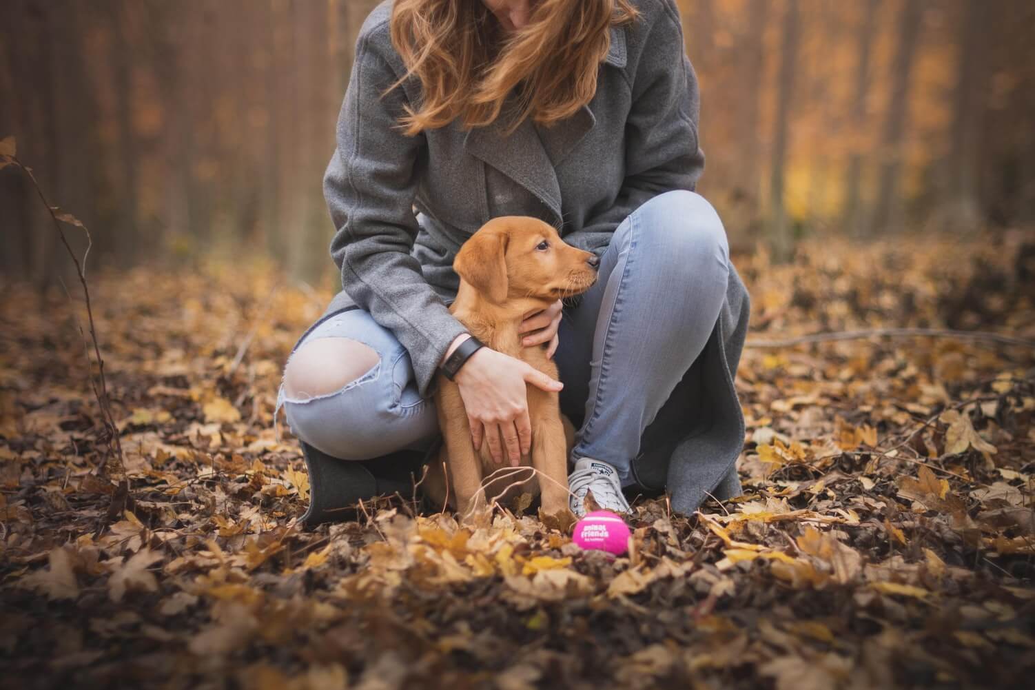 puppy training 2